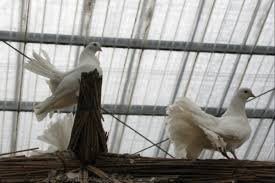 Bird Entry