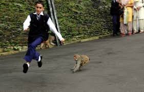 Monkey Problem