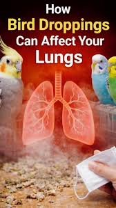 Health Issues