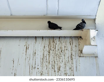 Dust and Dirt